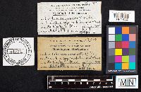 Daedaleopsis confragosa image