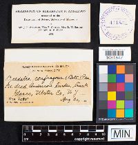 Image Associated With the Occurrence