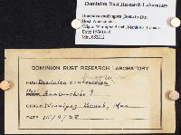 Daedaleopsis confragosa image