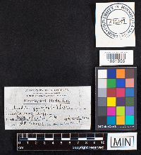 Daedalea quercina image