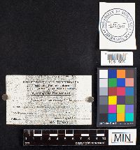 Daedalea quercina image