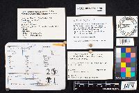 Daedalea quercina image