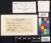 Daedalea quercina image