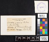 Daedalea quercina image