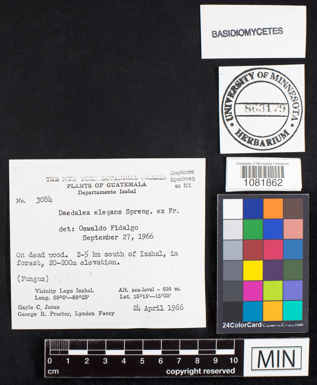 Lenzites elegans image