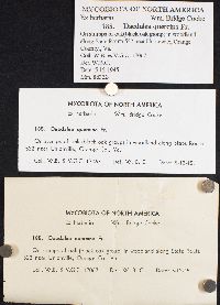 Daedalea quercina image