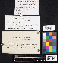 Daedalea quercina image