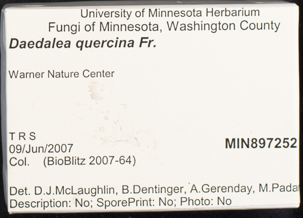 Daedalea quercina image