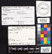 Daedalea quercina image