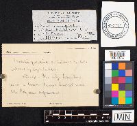 Daedalea quercina image