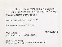 Daedaleopsis confragosa image