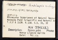 Daedaleopsis confragosa image