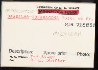 Daedaleopsis confragosa image