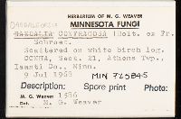 Daedaleopsis confragosa image