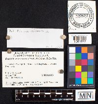 Daldinia concentrica image