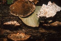 Daedaleopsis confragosa image