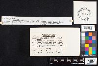 Daedaleopsis confragosa image