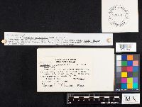 Daedaleopsis confragosa image