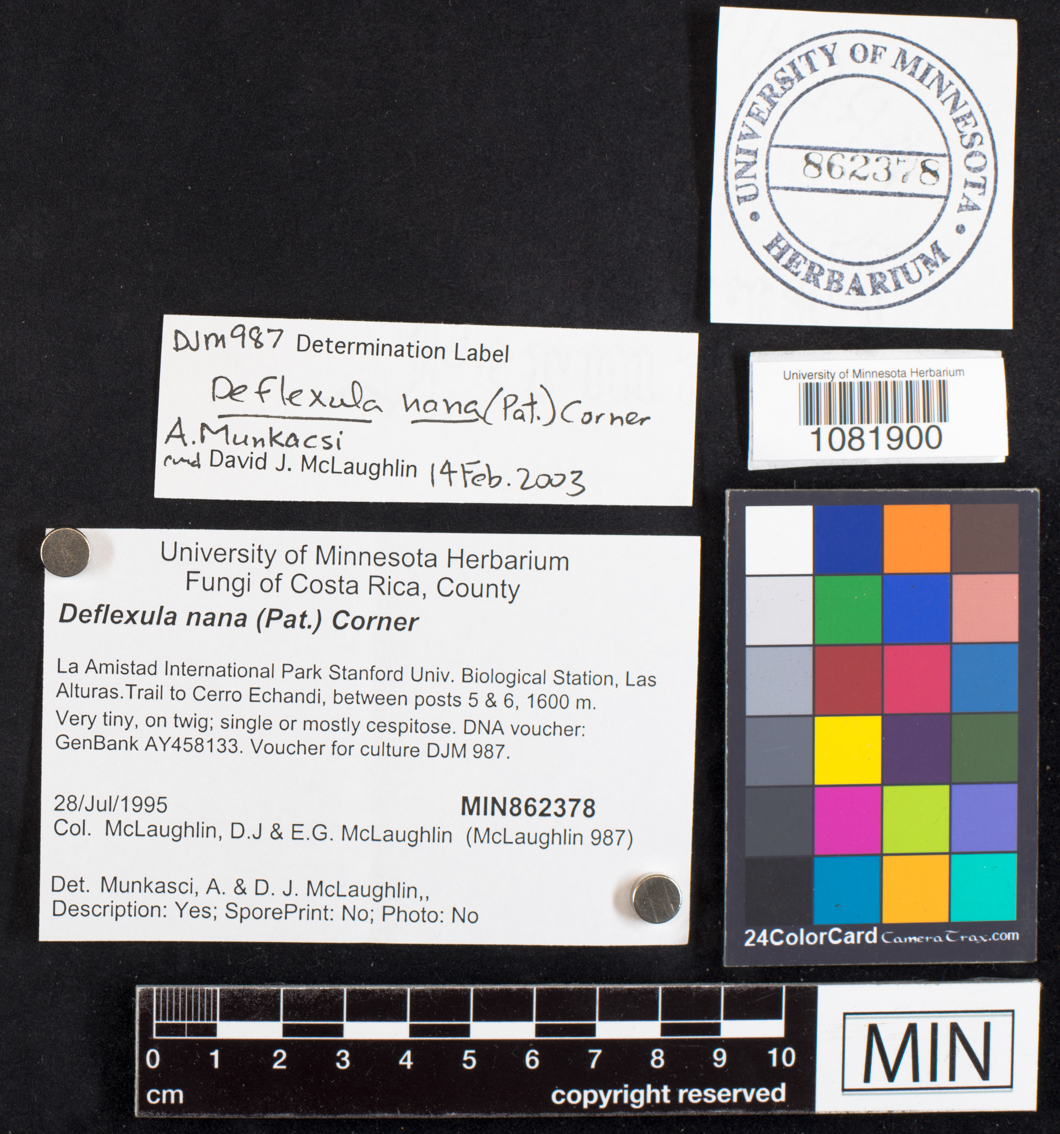 Pterulicium nanum image