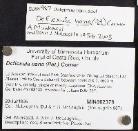 Pterulicium nanum image