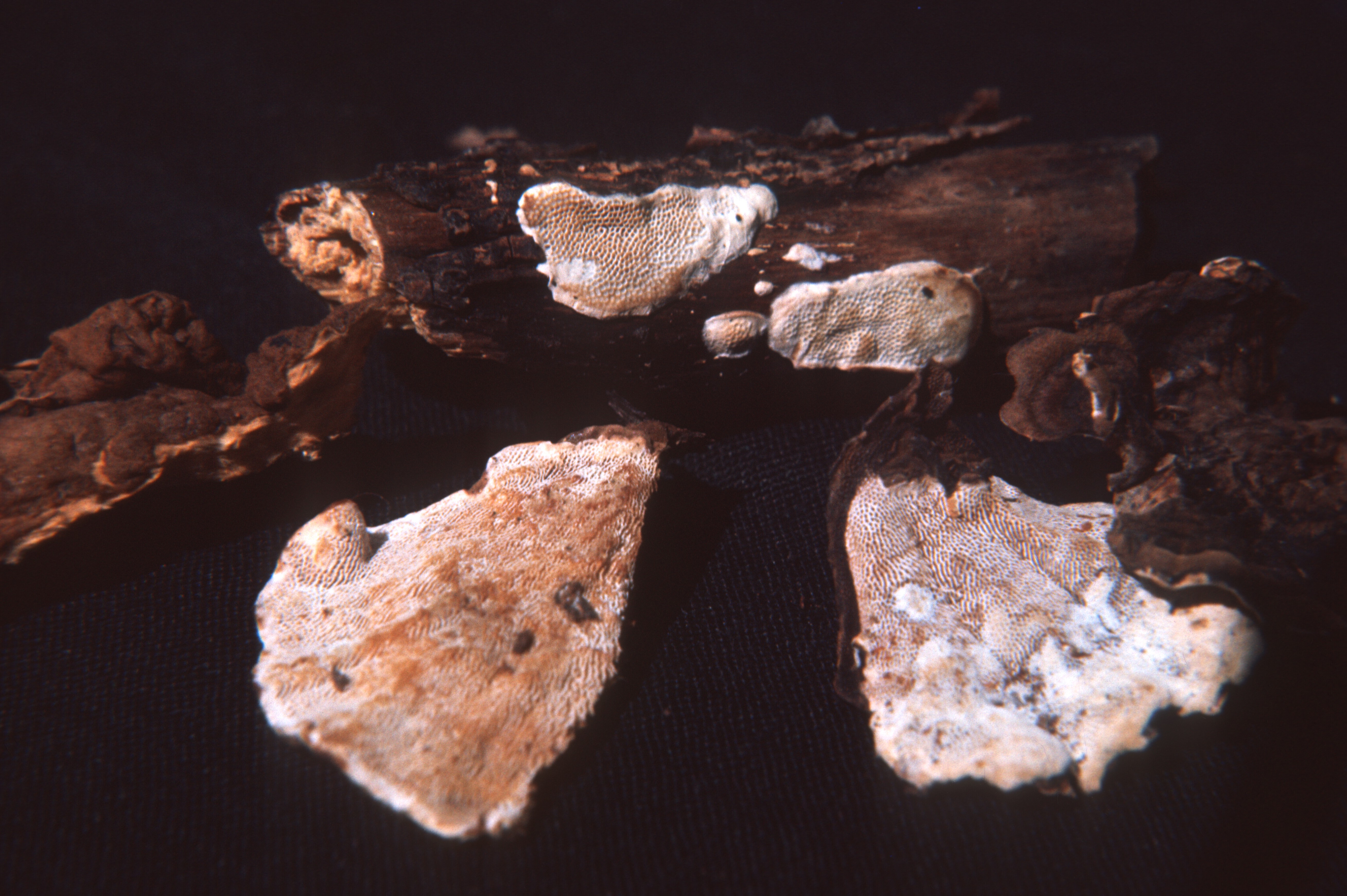 Datronia stereoides image