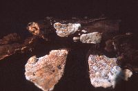Datronia stereoides image