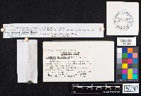 Datronia stereoides image