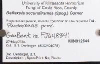 Pterulicium secundirameum image