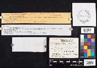 Cortinarius aureifolius image