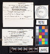 Datronia mollis image