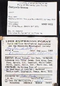 Diatrypella favacea image