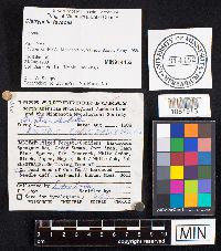 Diatrypella favacea image