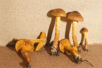 Cortinarius cinnamomeus image