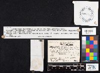 Cortinarius cinnamomeus image