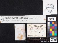 Cortinarius semisanguineus image