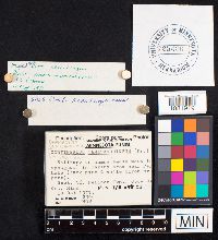 Cortinarius semisanguineus image