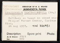 Cortinarius semisanguineus image