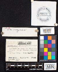 Cortinarius semisanguineus image