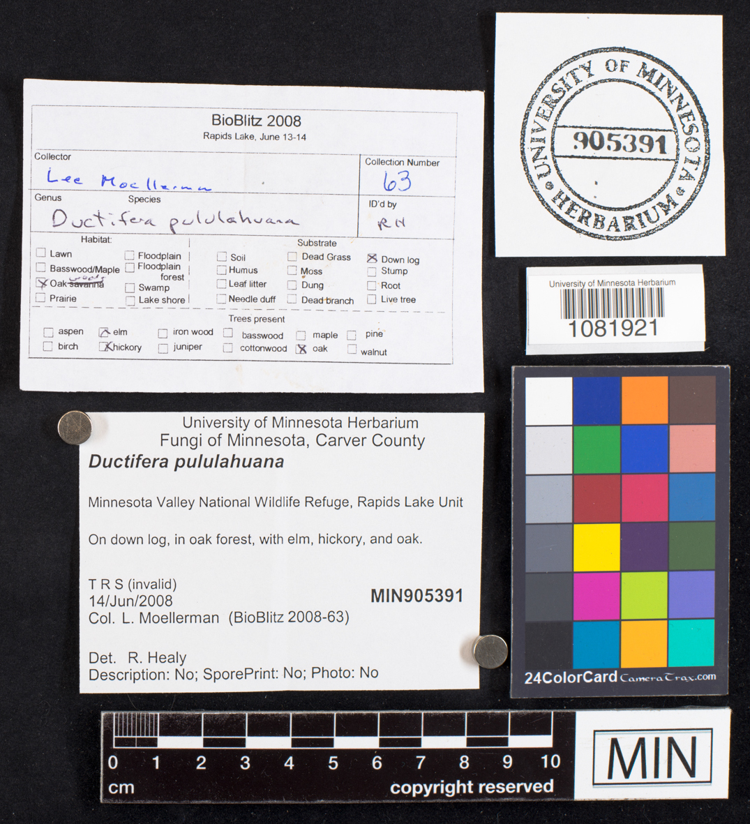 Ductifera pululahuana image