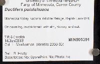 Ductifera pululahuana image