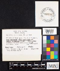 Ductifera pululahuana image