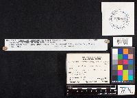 Disciseda bovista image