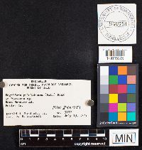 Ductifera pululahuana image