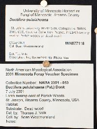 Ductifera pululahuana image