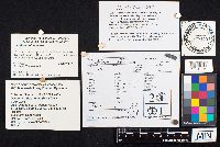 Ductifera pululahuana image