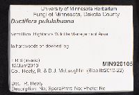 Ductifera pululahuana image