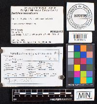 Ductifera pululahuana image