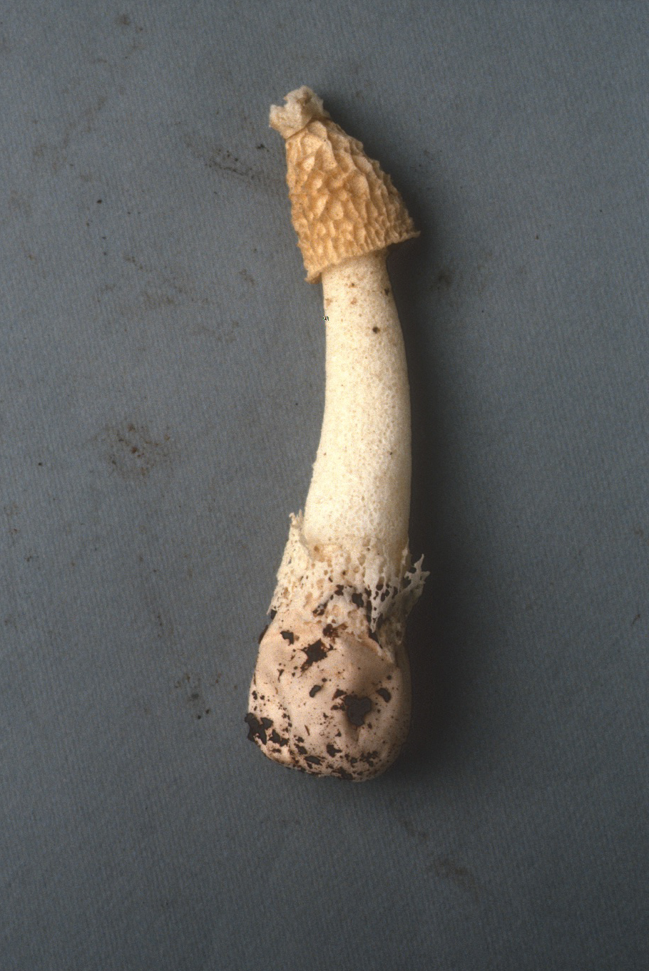 Dictyophora duplicata image