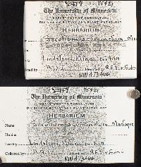 Chlorophyllum agaricoides image