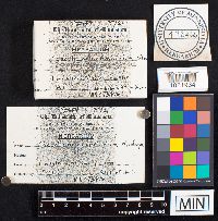 Chlorophyllum agaricoides image